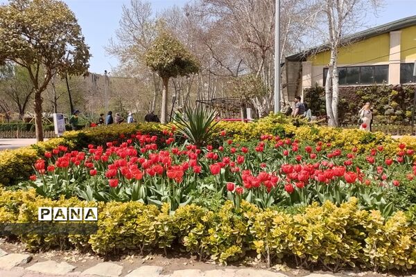 برگزاری جشنواره لاله‌ها در پارک چمران