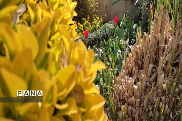 برگزاری جشنواره لاله‌ها در پارک چمران