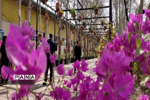 برگزاری جشنواره لاله‌ها در پارک چمران