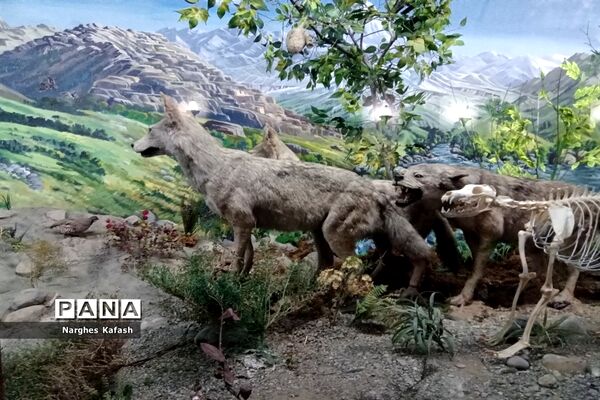 اضافه شدن بخش حیات وحش به موزه «هفت چنار»