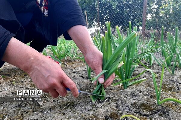 طبیعت بهاری در شمال کشور