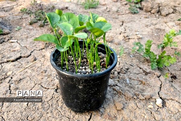 طبیعت بهاری در شمال کشور