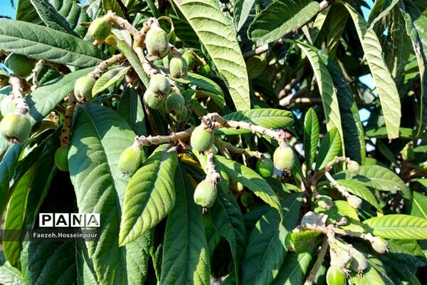 طبیعت بهاری در شمال کشور