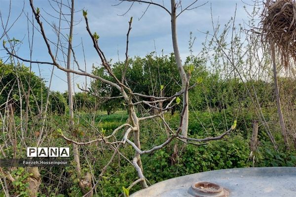 طبیعت بهاری در شمال کشور