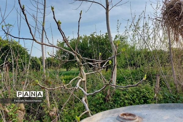 طبیعت بهاری در شمال کشور