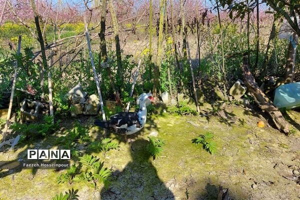 طبیعت بهاری در شمال کشور