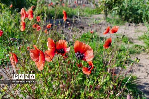 طبیعت بهاری در شمال کشور