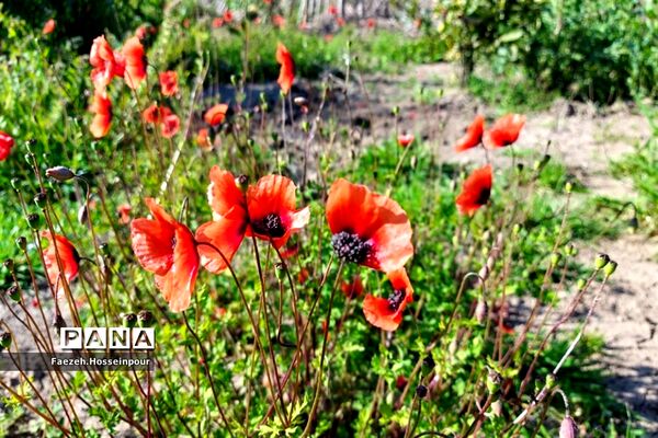 طبیعت بهاری در شمال کشور