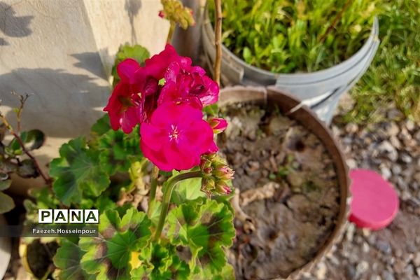 طبیعت بهاری در شمال کشور