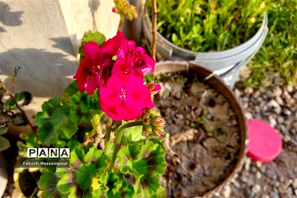طبیعت بهاری در شمال کشور