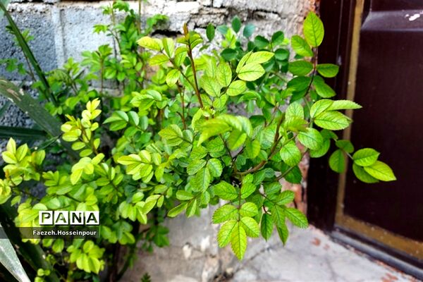 طبیعت بهاری در شمال کشور