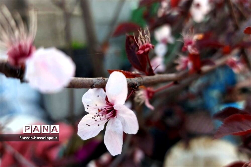طبیعت بهاری در شمال کشور