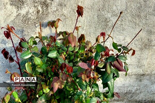 طبیعت بهاری در شمال کشور