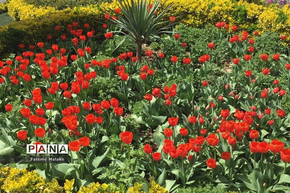 باغ گل‌های کرج