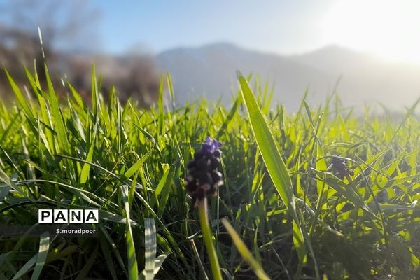 طبیعت استان چهارمحال و بختیاری در فصل بهار