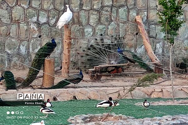 دیدنی‌های باغ پرندگان قم