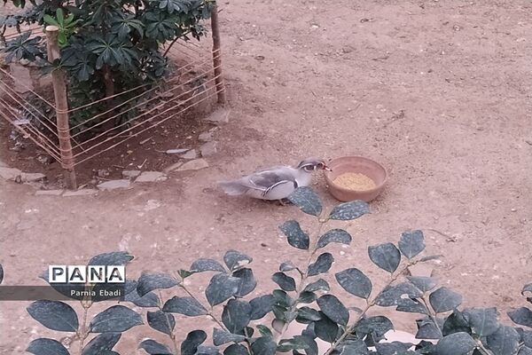 دیدنی‌های باغ پرندگان قم