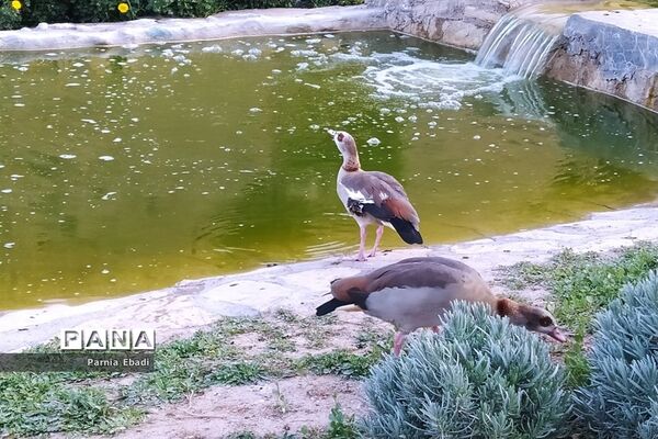 دیدنی‌های باغ پرندگان قم