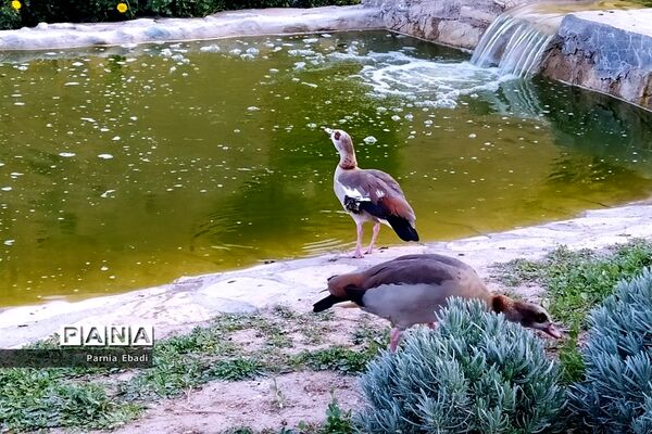 دیدنی‌های باغ پرندگان قم
