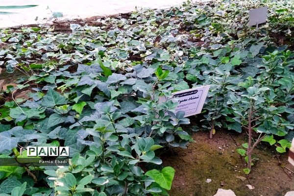 دیدنی‌های باغ پرندگان قم