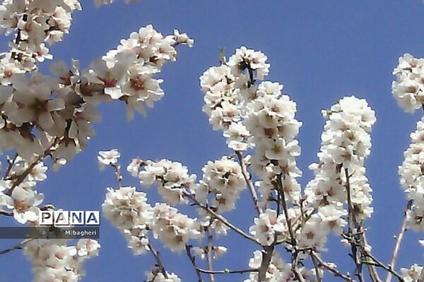 زیبایی‌های شهرکاج در فصل شکوفه‌ها