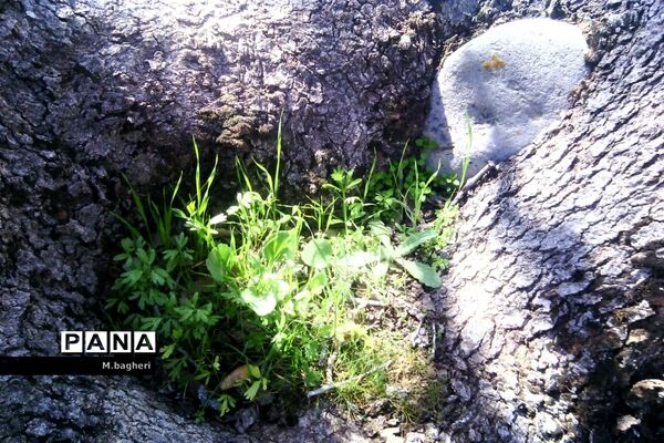 زیبایی‌های شهرکاج در فصل شکوفه‌ها