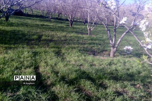 زیبایی‌های شهرکاج در فصل شکوفه‌ها