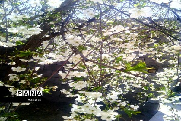 زیبایی‌های شهرکاج در فصل شکوفه‌ها