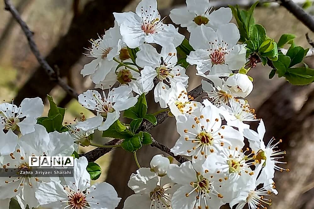 طبیعت بهاری در حوالی سد لتیان