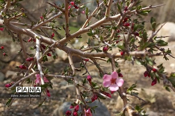 طبیعت بهاری در حوالی سد لتیان