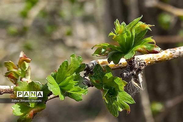 طبیعت بهاری در حوالی سد لتیان