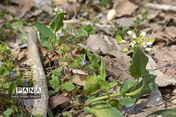 طبیعت بهاری در حوالی سد لتیان