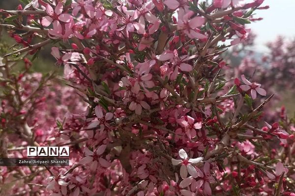 طبیعت بهاری در حوالی سد لتیان