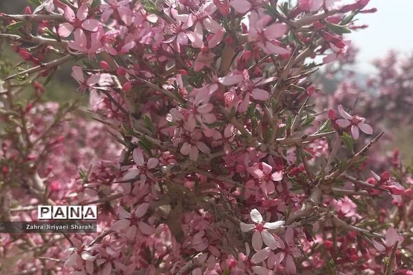 طبیعت بهاری در حوالی سد لتیان