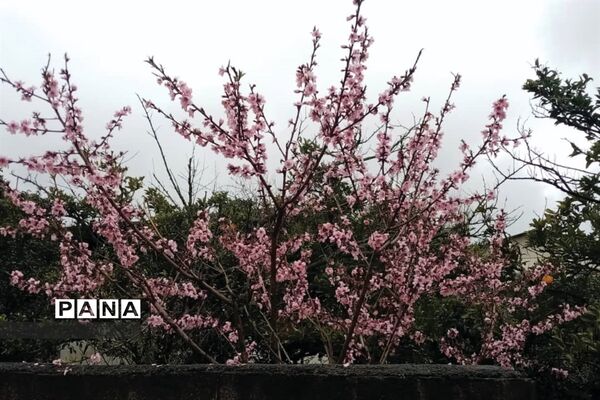 جشنواره گل‌های لاله در باغ گل ‌بوستان شهید چمران کرج