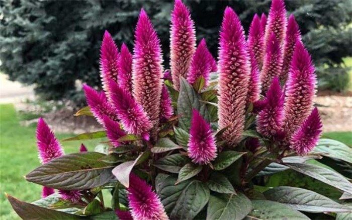 گیاهی که 3 برابر شیر کلسیم دارد
