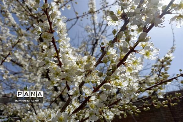 طبیعت بهاری خوانسار