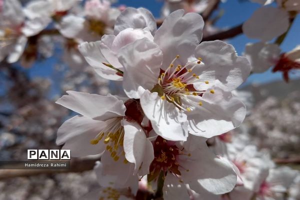 طبیعت بهاری خوانسار