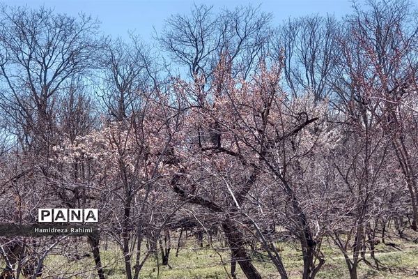 طبیعت بهاری خوانسار