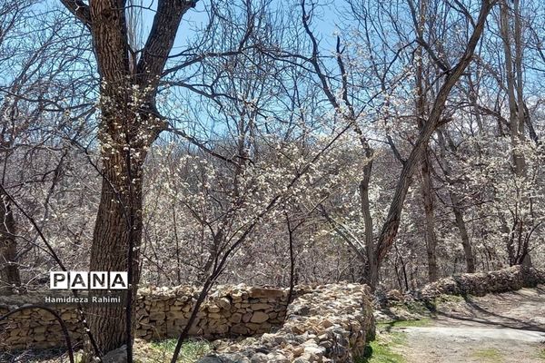 طبیعت بهاری خوانسار