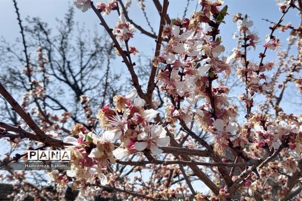 طبیعت بهاری خوانسار