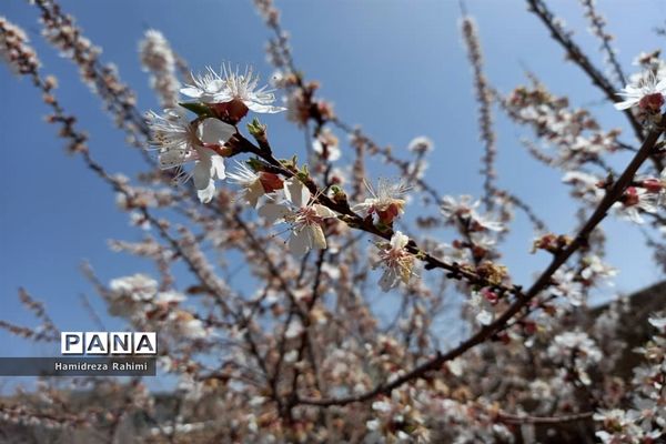 طبیعت بهاری خوانسار