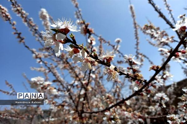 طبیعت بهاری خوانسار
