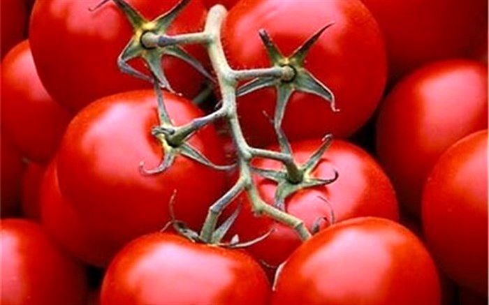 آخرین خبرها از قیمت گوجه‌فرنگی