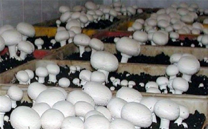 تولید ۱۸۵ هزار تن قارچ خوراکی در سال جاری