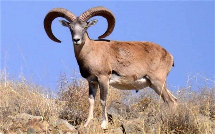 رشد 20 درصدی جمعیت چهارپایان پستاندار علفخوار استان  تهران در 1400