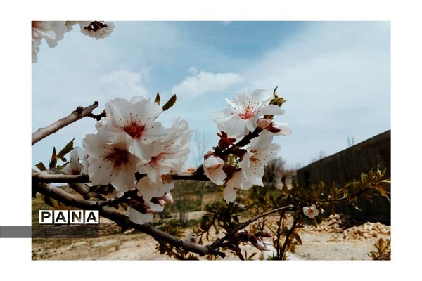 هنرنمایی بهار در روستای دره‌بید