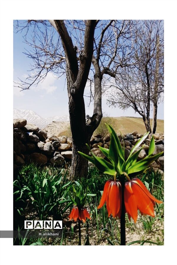 هنرنمایی بهار در روستای دره‌بید