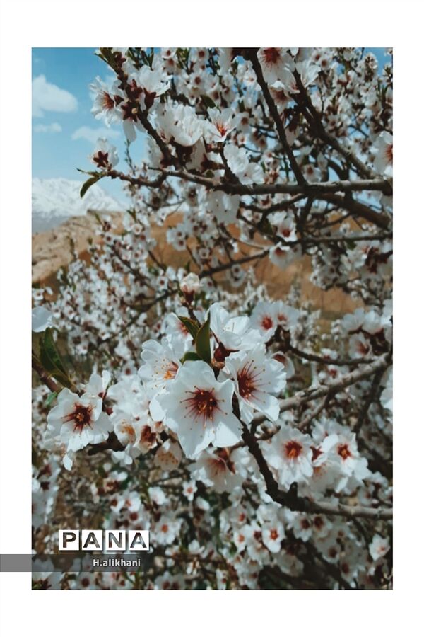 هنرنمایی بهار در روستای دره‌بید