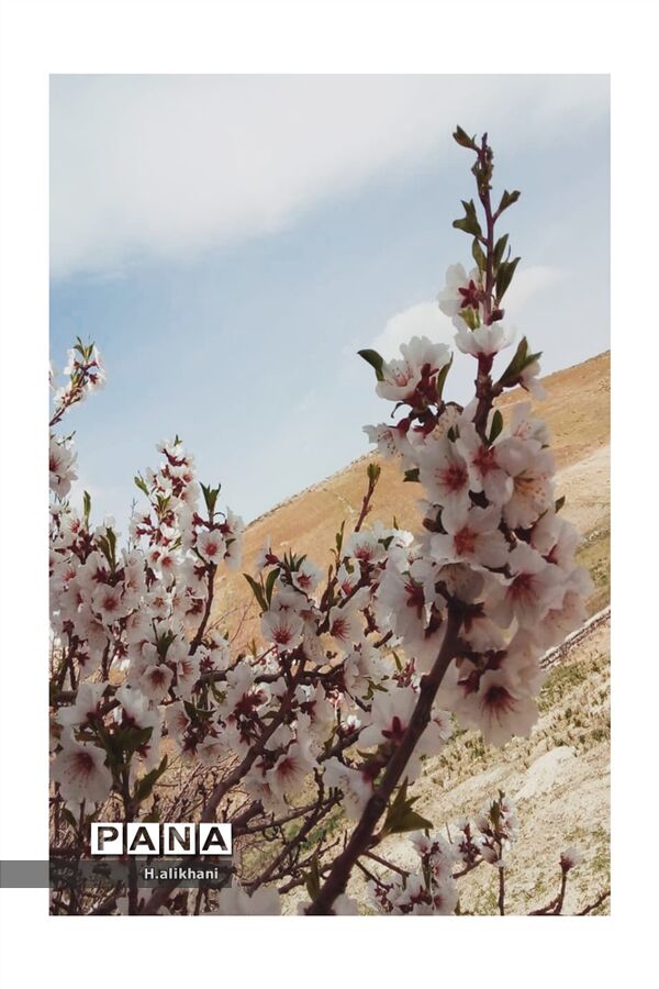 هنرنمایی بهار در روستای دره‌بید